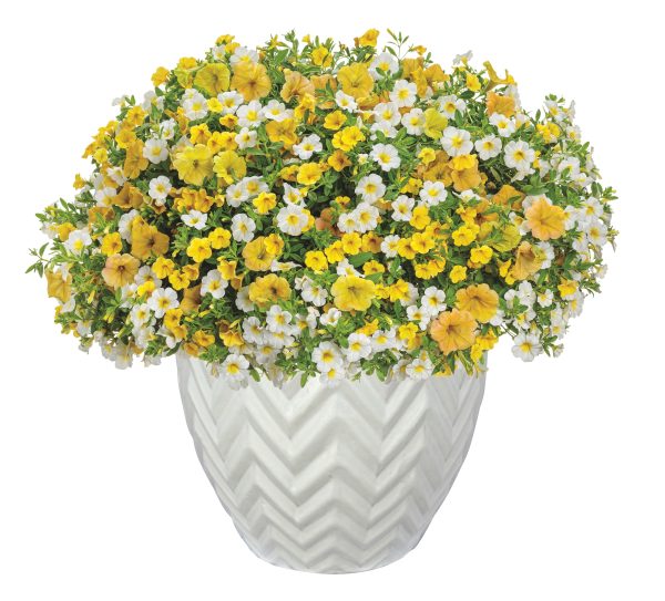 Crushed Pineapple Online Sale