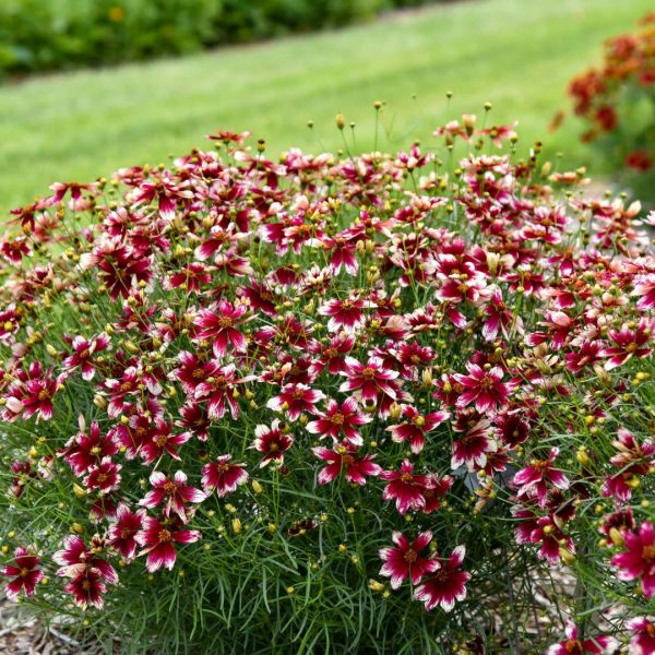 Designer Threads™  Heartstrings  Threadleaf Coreopsis (Coreopsis verticillata) Online Hot Sale - Image 2