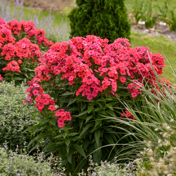 Luminary®  Sunset Coral  Tall Garden Phlox (Phlox paniculata) Online Hot Sale - Image 5