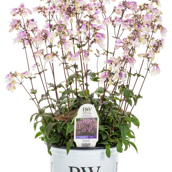 Midnight Masquerade  Beardtongue (Penstemon hybrid) Cheap - Image 3
