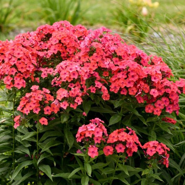 Luminary®  Sunset Coral  Tall Garden Phlox (Phlox paniculata) Online Hot Sale - Image 3