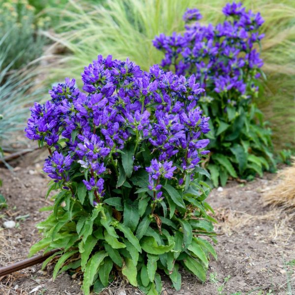 Bells and Whistles Clustered Bellflower (Campanula glomerata) | Proven Winners® New Variety 2025 Hot on Sale - Image 3
