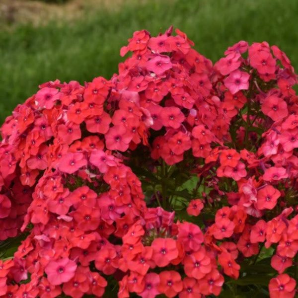 Luminary®  Sunset Coral  Tall Garden Phlox (Phlox paniculata) Online Hot Sale
