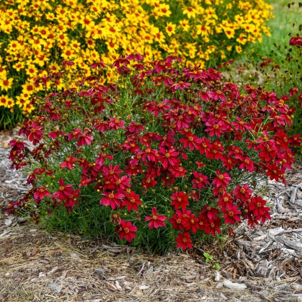 Designer Threads™  Scarlet Ribbons  Threadleaf Coreopsis (Coreopsis verticillata) Online Hot Sale - Image 3