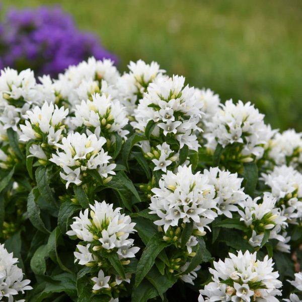 Angel Bells Clustered Bellflowers (Campanula glomerata) | Proven Winners® New Variety 2025 Sale