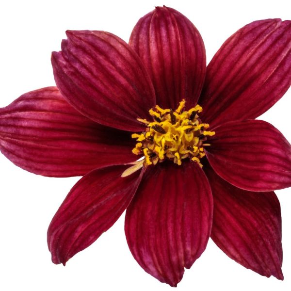 Designer Threads™  Scarlet Ribbons  Threadleaf Coreopsis (Coreopsis verticillata) Online Hot Sale - Image 4