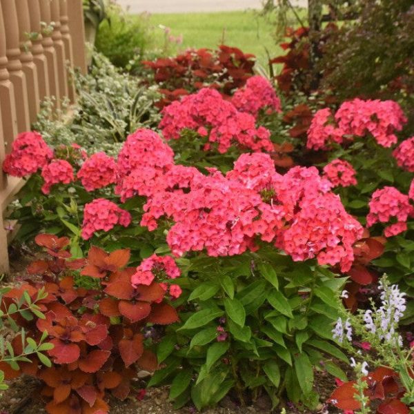 Luminary®  Sunset Coral  Tall Garden Phlox (Phlox paniculata) Online Hot Sale - Image 4